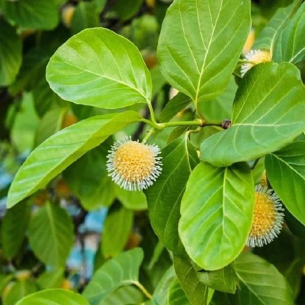 Nauclea latifolia